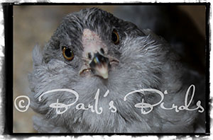 Lavender Ameraucana hen