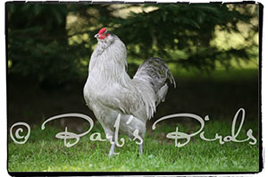 Lavender Ameraucana cock bird