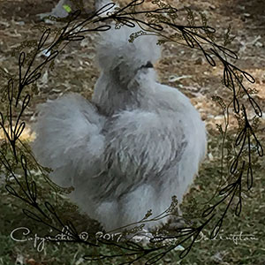 Self Blue Bearded Silkie pullet at home