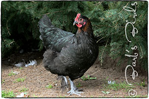 Black Copper Marans hen
